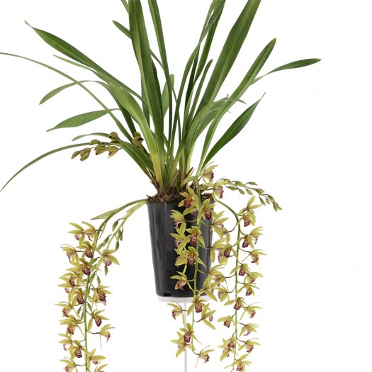 flowering plant flowering plant
