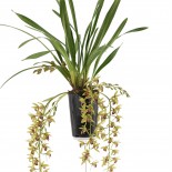 bloeiende plant