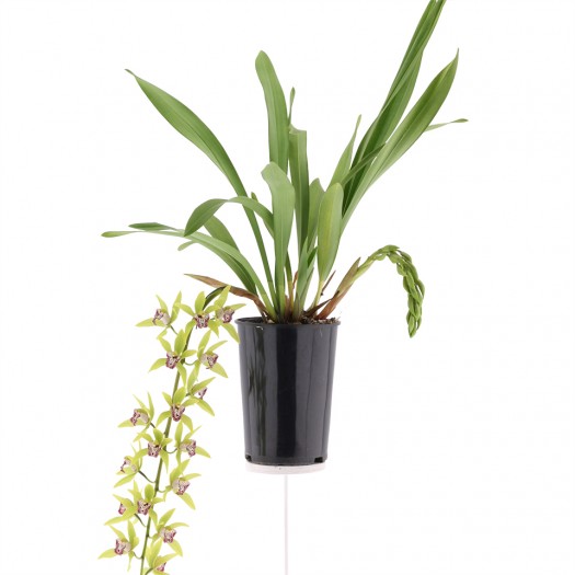 flowering plant flowering plant