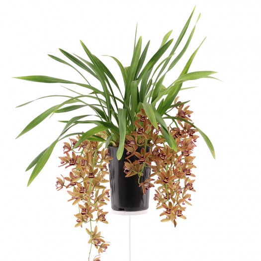 flowering plant flowering plant