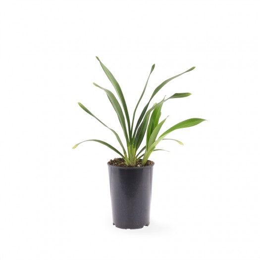 young plant young plant