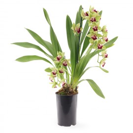 flowering plant