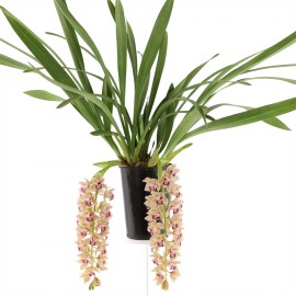 flowering plant