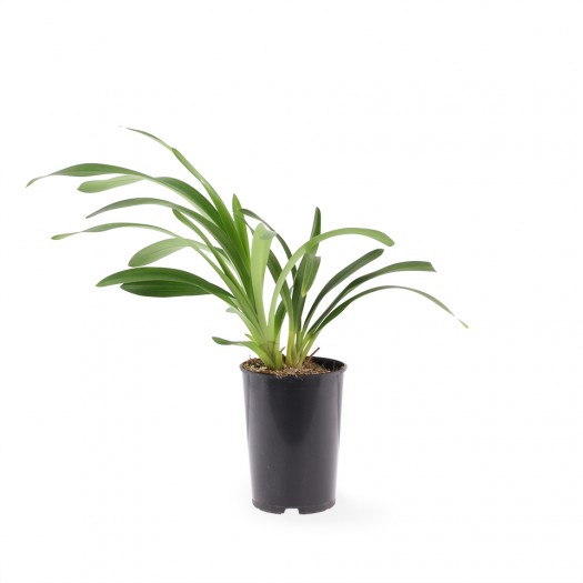 Jonge plant Jonge plant
