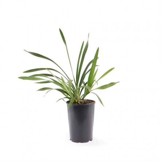 Jonge plant Ice Cascade Jonge plant Ice Cascade