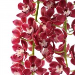 Prem bloemen