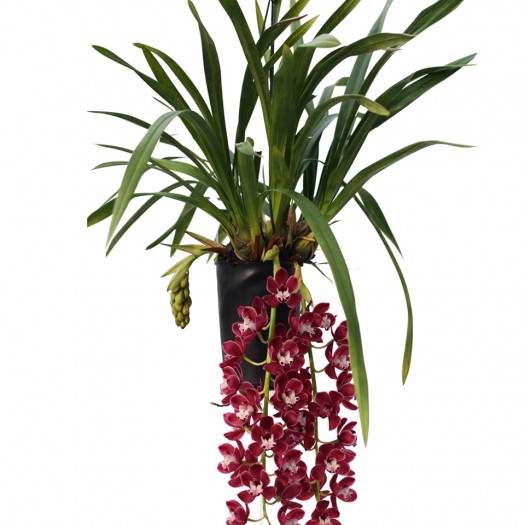 Prem bloeiende plant Prem bloeiende plant
