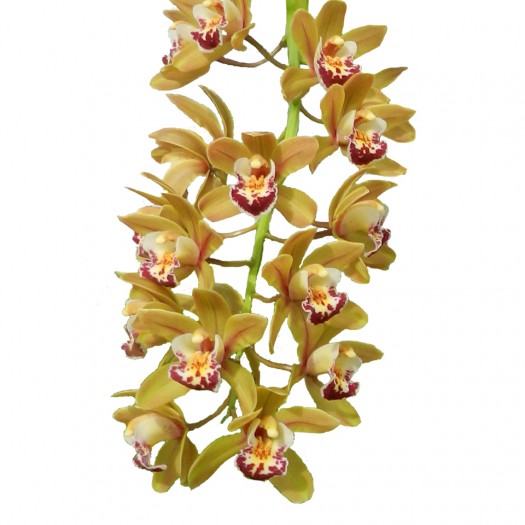 Argiro bloem Argiro bloem