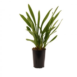 Bloeibare plant