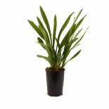 Bloeibare plant
