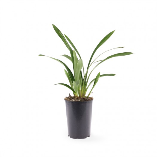 Jonge plant Jonge plant