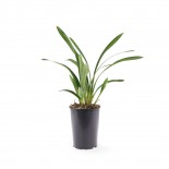 Jonge plant
