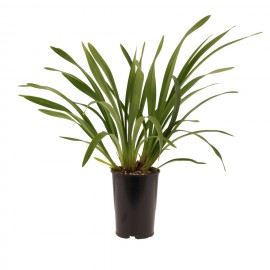 bloeibare plant