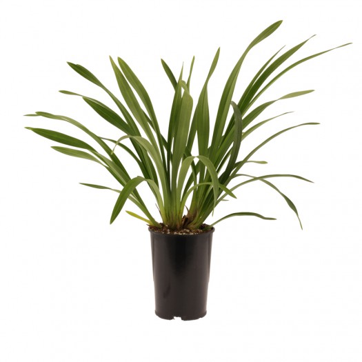 bloeibare plant bloeibare plant