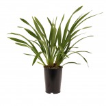 bloeibare plant