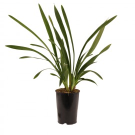 bloeibare plant
