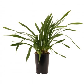 bloeibare plant