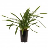 bloeibare plant