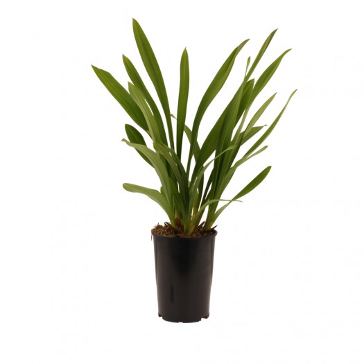 bloeibare plant bloeibare plant