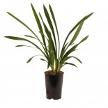 bloeibare plant