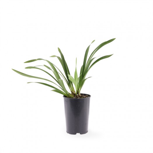 jonge plant jonge plant