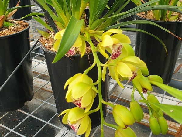 LAATSTE WEEKEND VAN OKTOBER, DE KLOK WORDT VERZET MAAR OOK BEGIN VAN HET BLOEI SEIZOEN VAN DE CASCADE CYMBIDIUMS