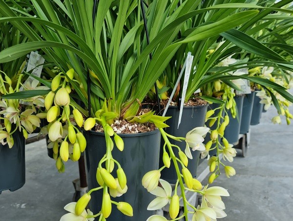 HEBBEN WE GENOEG TAKKEN IN ONZE CASCADE CYMBIDIUM DIT JAAR?