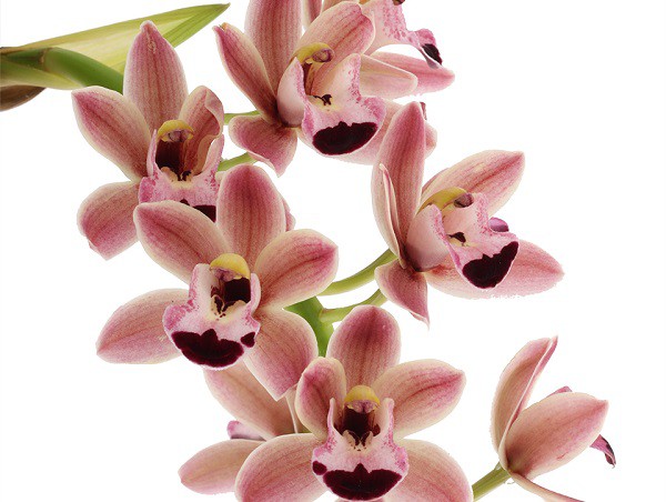 NIEUWE CASCADE CYMBIDIUMS SOORTEN BESCHIKBAAR IN ONZE WEBSHOP