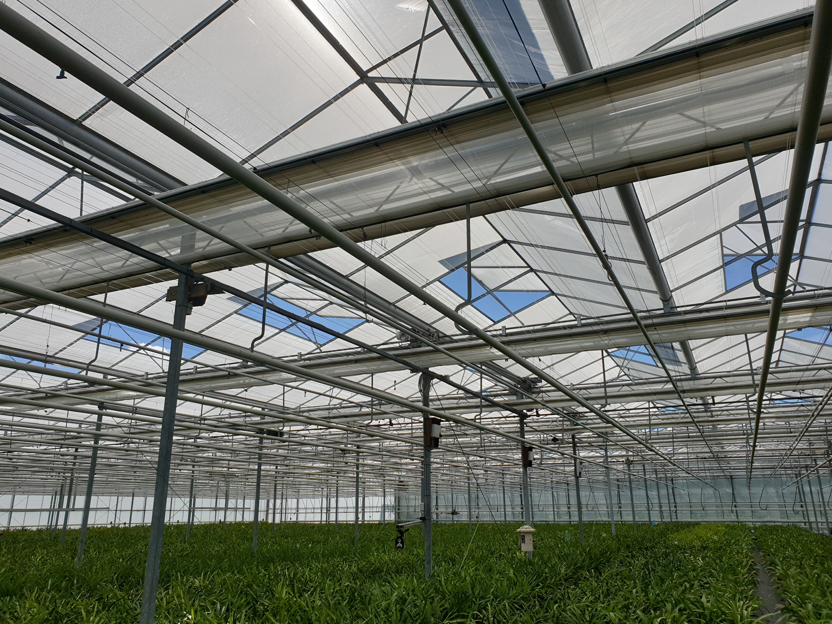 27 MAY, TIME TO BRING CHALK ON THE ROOF OF THE GREENHOUSE